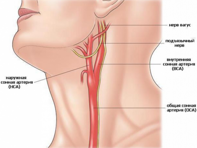 Artéria dormindo no pescoço: De que lado, a anatomia dos vasos sanguíneos da coluna cervical