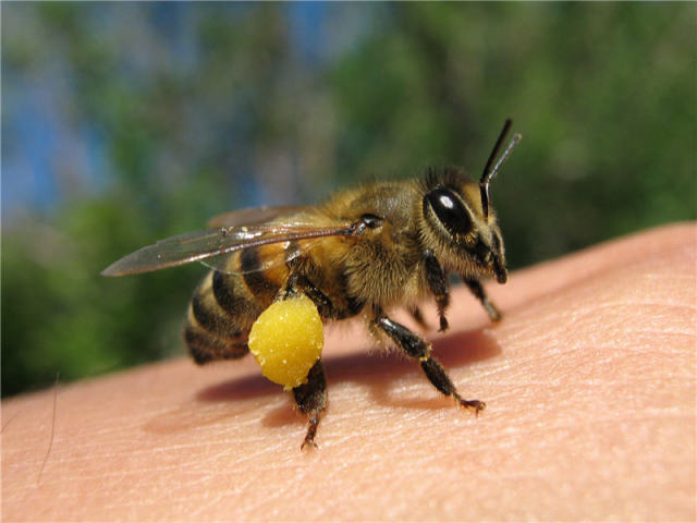 Comment et comment attirer des abeilles dans une serre, une serre pour la pollinisation des concombres? Quelles fleurs attirent les abeilles dans une serre, une serre?