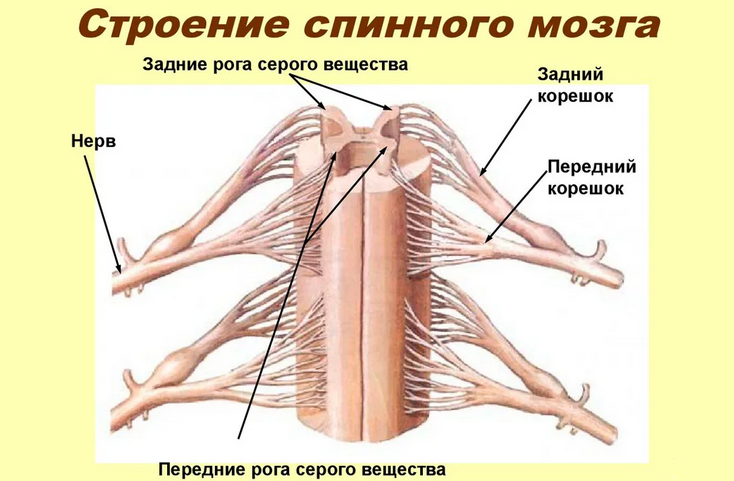 Спинной мозг: отдел центральной нервной системы