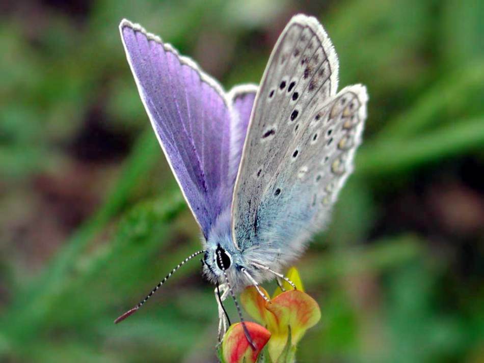Une chenille papillon avec des points, des taches