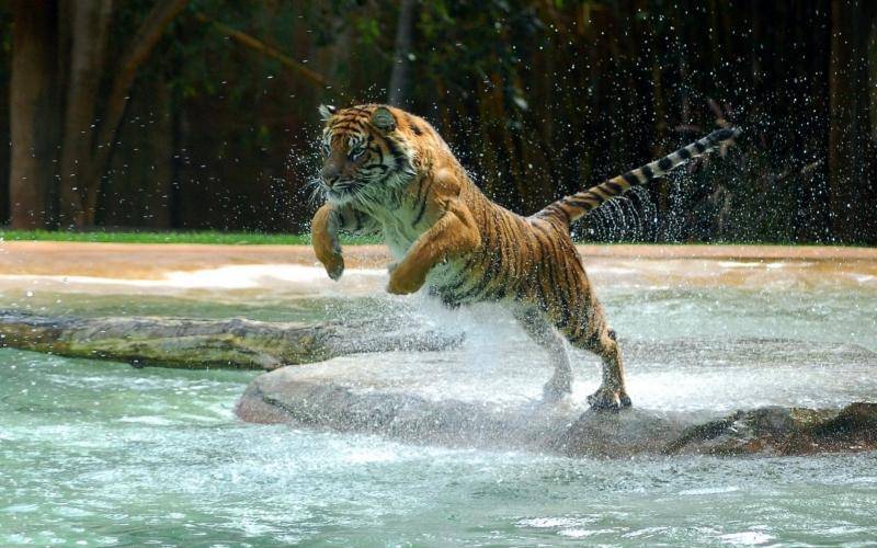 Both lions and tigers can swim