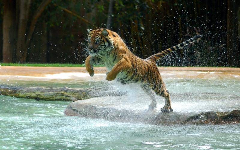 Tanto los leones como los tigres pueden nadar