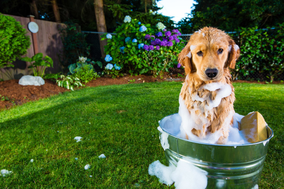 Jangan mencuci hewan peliharaan dengan sabun terlalu sering