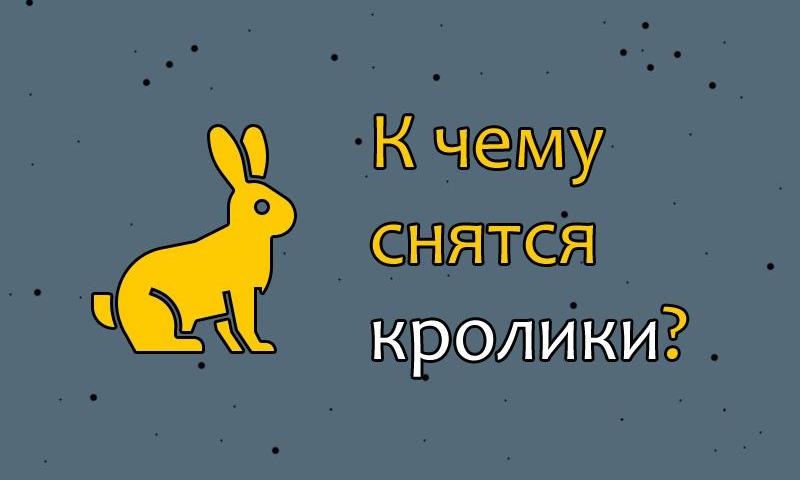 Снится кролик — женщине, девушке, мужчине, парню, белый, черный, серый кролик: трактовка