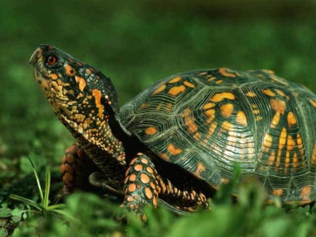 Kura -kura di Alam - Dunia sekitarnya: Struktur kura -kura, deskripsi kehidupan