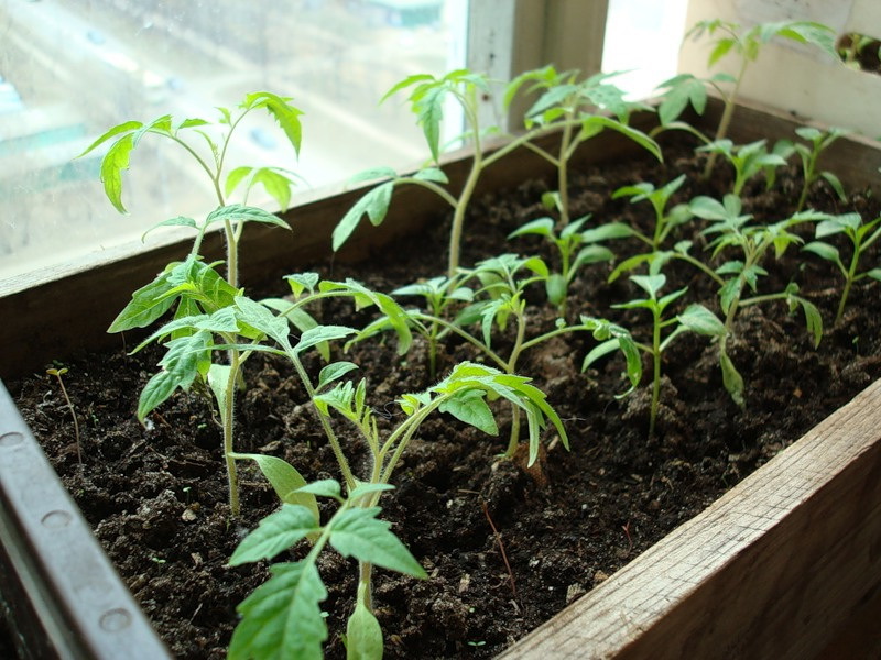 Jeunes semis de tomates dans une boîte sur le rebord de la fenêtre