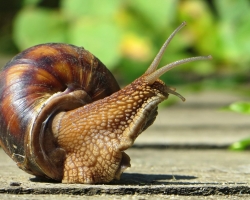Snails d'aquarium - Grand, petit: soins, entretien, reproduction, revues. Comment nourrir les escargots achatins à la maison?