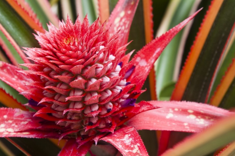 Pineapple flowering