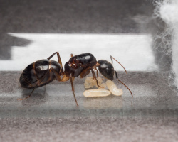 Bagaimana cara merelokasi semut dari tabung reaksi ke formicaria? Semut tidak pindah ke formicaria dari tabung reaksi: Alasan, apa yang harus dilakukan, ulasan