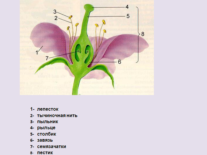 Тычинка строение рисунок