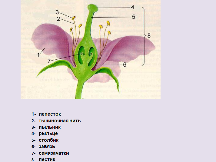 Функция пестика у цветка