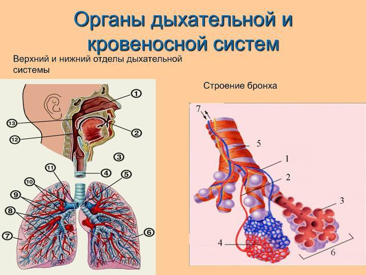 The connection of the respiratory and circulatory system
