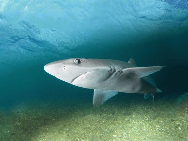 Veszélyesek -e az AZOV tengerében a cápák az emberek számára? Van -e olyan eset, amikor a cápák támadnak egy ember ellen az Azov -tengeren? Hogyan viselkedjünk úgy, hogy a cápa ne támadjon az Azov -tengerben?