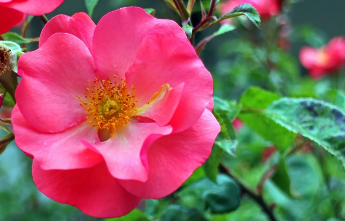 Красивая роза рубигиноса