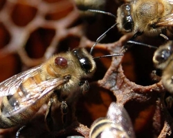 A méhek és a kártevők fő betegsége: jelek, modern kezelési módszerek, megelőzés: Leírás, videó. Tinktúra a méhek méhéből, metronidazol, bipin - milyen betegségeket okoznak a méhek? A protozoa által okozott méhbetegségek: nevek, kezelés. Milyen betegségeket szenved a viasz mole a méhekben?