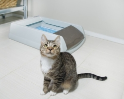 Kucing tidak bisa pergi ke toilet dengan cara kecil, besar: alasan, ujung dokter hewan, apa yang harus dilakukan? Bagaimana cara membantu kucing pergi ke toilet?