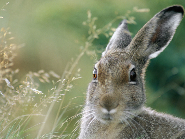 Drömtolkning - A Hare Dreams: The Meaning of Dreams for olika drömböcker