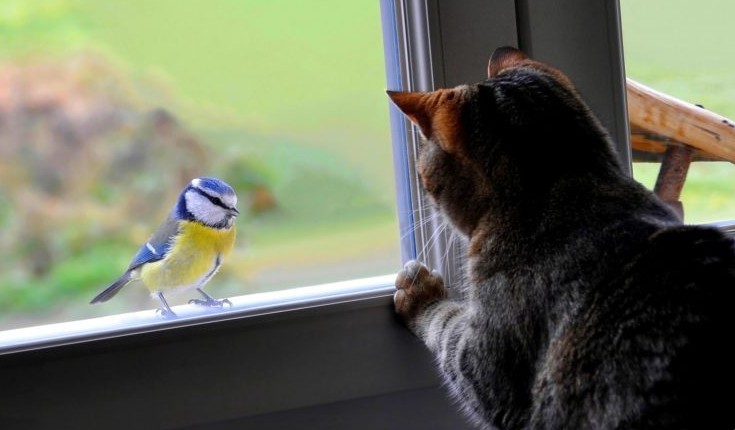 Sinichka sat on the windowsill, outside the window, from the side of the street