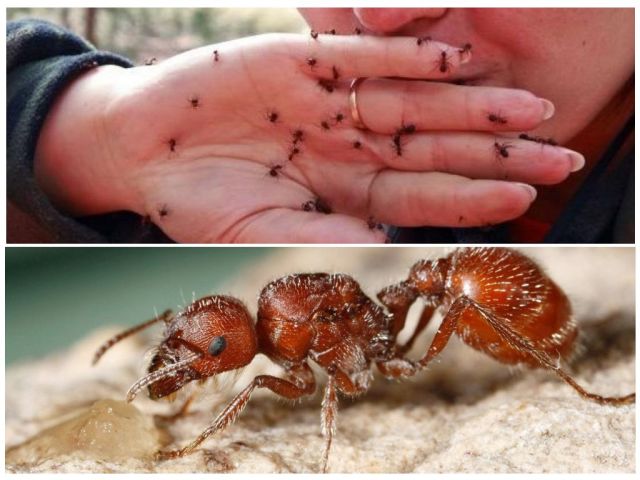 Βιβλία των μυρμηγκιών σε ένα άτομο: Πώς να θεραπεύσετε, πώς να επιταχύνετε, πώς να απαλλαγείτε από φαγούρα; Muveny Bite: Συμπτώματα, πώς μοιάζει; Είναι το δάγκωμα των μυρμηγκιών επικίνδυνο για τους ανθρώπους, ποιες είναι οι συνέπειες; Από το δάγκωμα των μυρμηγκιών, ίσως ψώρα; Το παιδί δαγκώθηκε από ένα μυρμήγκι: τι να κάνει;