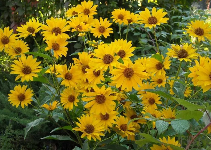 Heliopsis