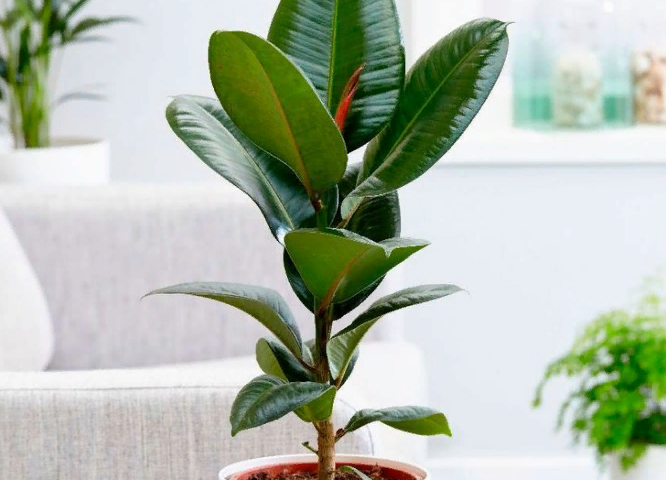 Ficus and pregnancy: signs where the flower should stand is beneficial for women to get pregnant, reviews. What ficus should you keep at home to get pregnant?