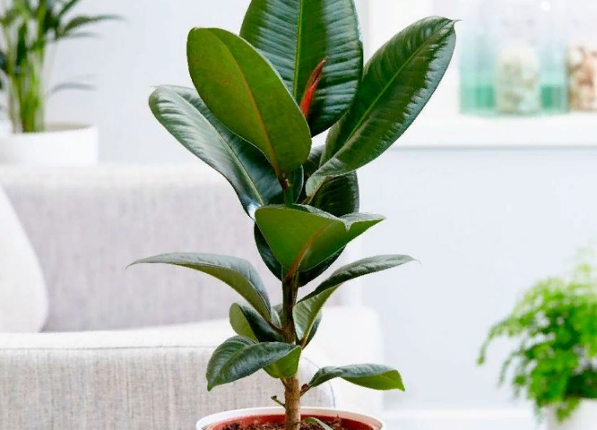 FICUS i trudnoća: Znakovi na kojima bi cvijet trebao stajati koristan je da žene zatrudne, preglede. Koji ficus trebate držati kod kuće da biste zatrudnili?