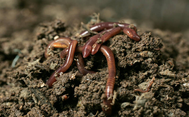 К чему снятся земляные черви, черви в земле?