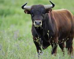 Interpretazione dei sogni - Per vedere un toro in un sogno: interpretazione del sonno. Perché il toro sta sognando?