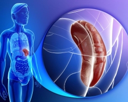The spleen, liver: reasons, treatment of an enlarged spleen, which spleen should be normal?
