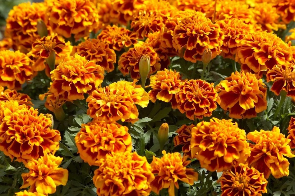 Calendula