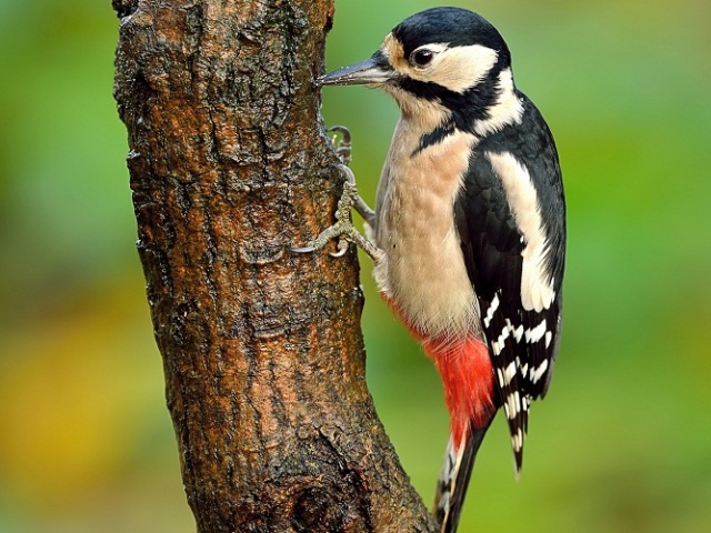 What the Woodpecker mengetuk kayu, rumah, di jendela: tanda -tanda