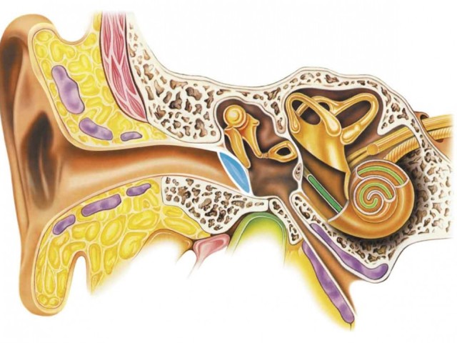 Анатомия — строение и функции наружного, среднего и внутреннего уха человека: схема с описанием, название костей, фото, видео. Как, какими функциями связано ухо человека с его горлом и носом?