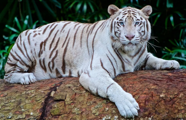 harimau Bengali