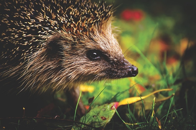 Hedgehog can be kept at home