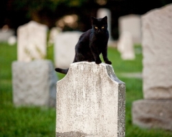 What did the cat come to the cemetery: signs