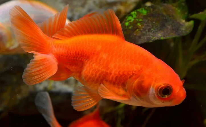 Золотая рыбка вида «вакин»