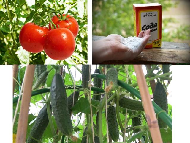 Soda alimentaire pour nourrir et pulvériser des concombres, des tomates dans le jardin: conseils pour les résidents d'été. Quel est le soda alimentaire utile pour les concombres et les tomates et pourquoi en ont-ils besoin? Comment pulvériser et arroser les concombres et les tomates avec du bicarbonate de soude?
