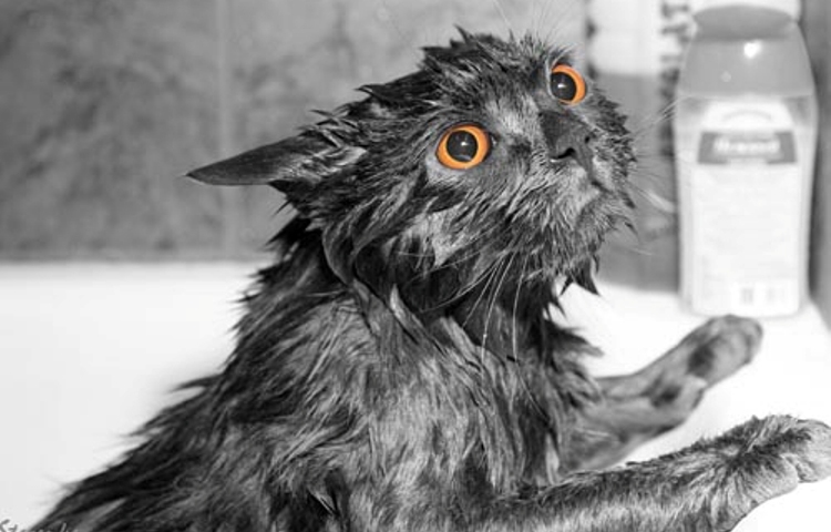 Dois-je baigner les chats, à quelle fréquence? Comment laver les chats, les chats et les chatons faits maison et quoi?