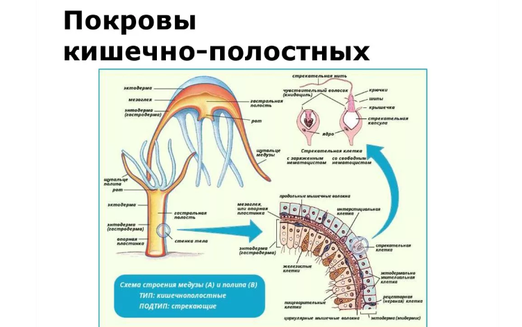 Наружный слой клеток тела называется эктодермой