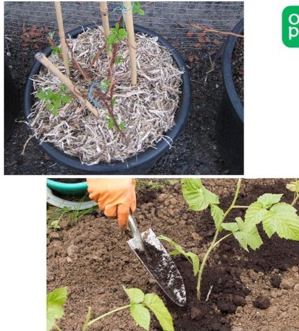 Propagation with green cuttings