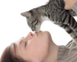 Почему нельзя целовать кошек в нос: примета. Почему нельзя трогать нос котов?