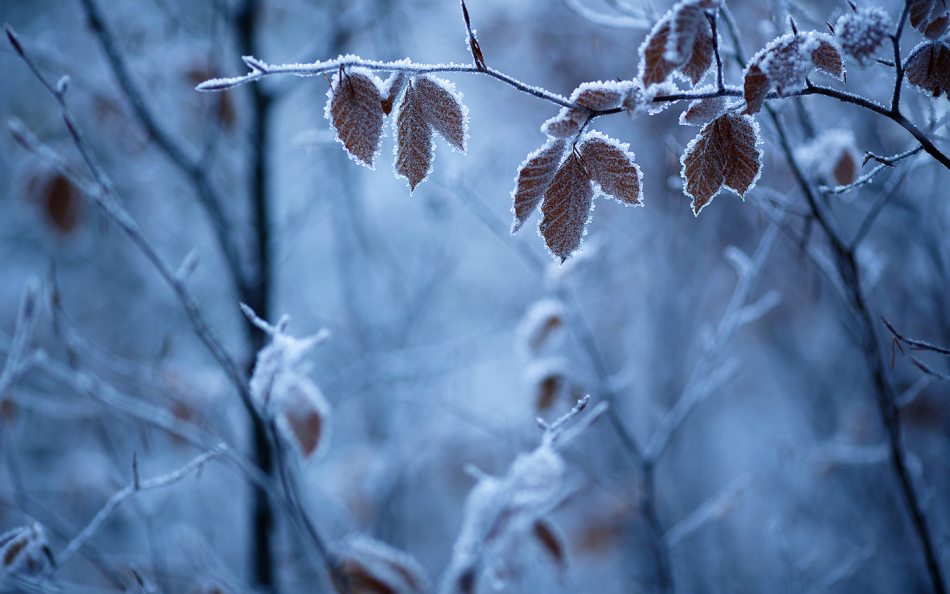 Puoi raccogliere ramoscelli in inverno