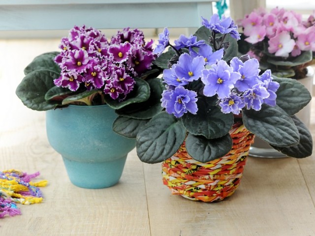 Pourquoi ne pas fleurir de violettes à la maison: raisons, comment faire fleurir le violet?
