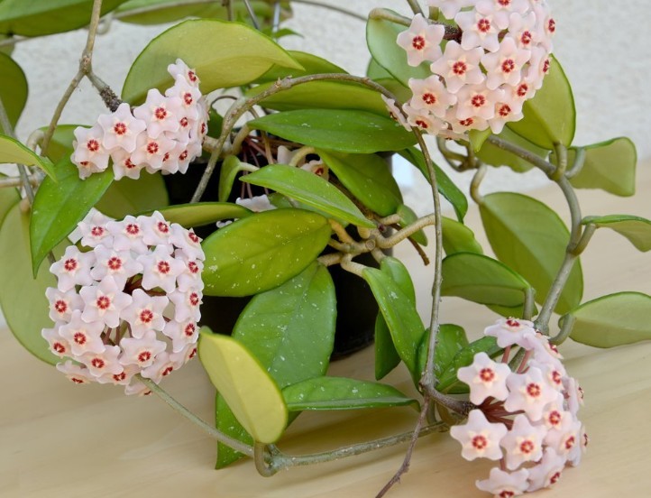 Ivy de cera - una pequeña flor interior