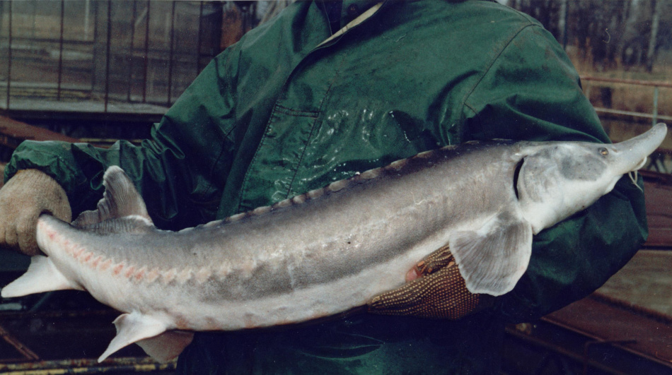 Белуга Фото Рыба Самая Большая