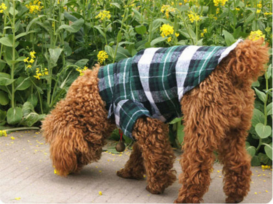 Chien -Shirt dans une cellule