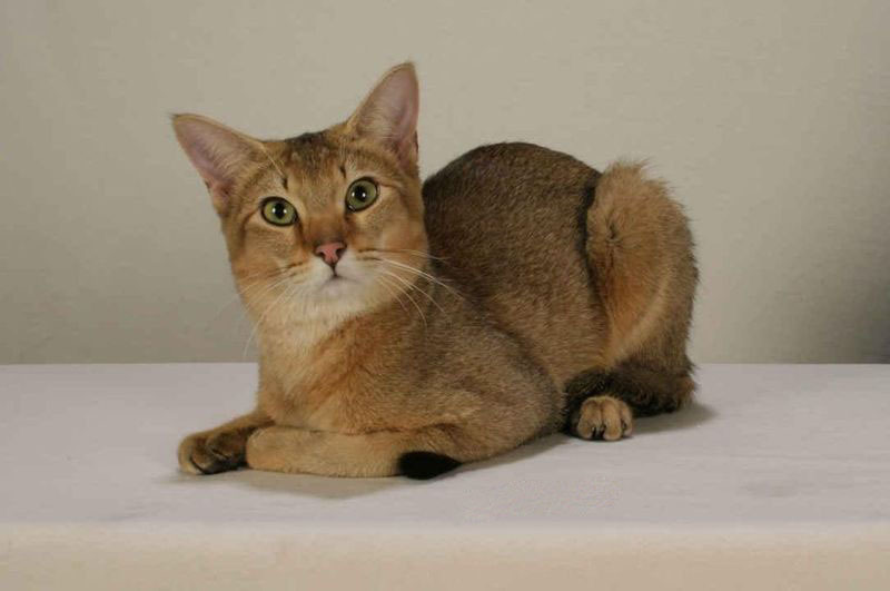 Ceylon macska