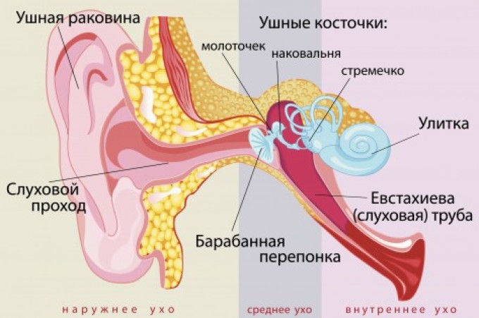 The structure of the ear in humans