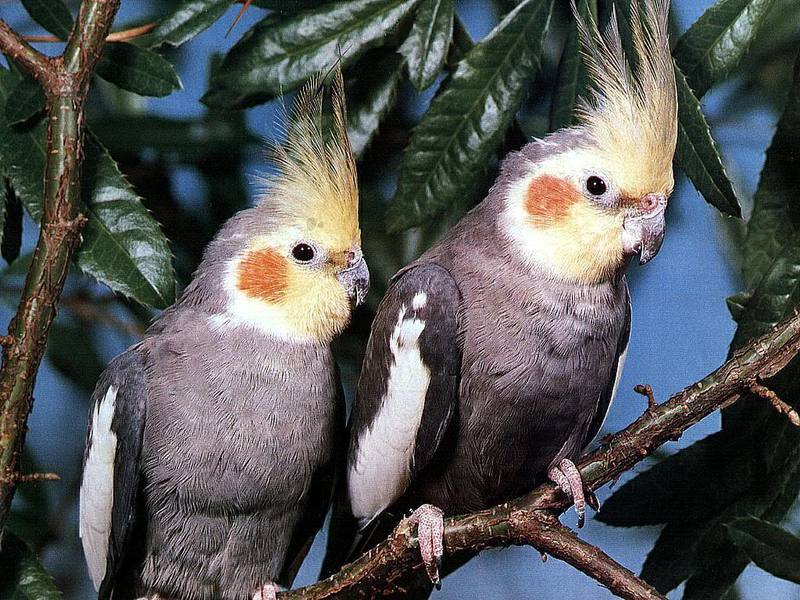 Серые попугаи корелла