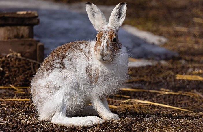 Hare Belyak change une couche de fourrure au printemps